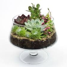 Juicykits Com Is Coming Soon Diy Succulent Terrarium Diy Terrarium Kit Succulents Diy