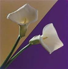 Artwork By Robert Mapplethorpe Calla Lilies Made Of Dye Transfer Print Robert Mapplethorpe Calla Lily Calla