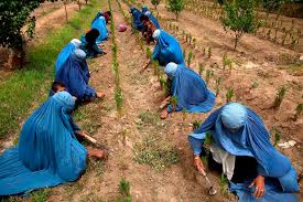 Access to food markets and transboundary water resources is complicated by geopolitics. Un Provides 58 Million Grant To Improve Afghan Food Security In Rural Areas Unama