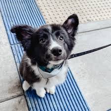 Puppy pad training can be useful if you can't get home during the day or live in a high rise apartment where it's difficult to quickly take. Puppy Training 101 Outdoor Heel And Long Line Training The Puppy Academy