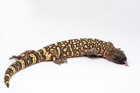The mexican beaded lizard is larger than. Mexican Beaded Lizard Photos Free Royalty Free Stock Photos From Dreamstime