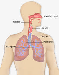 Faringe, laringe, tráquea, bronquios y by elisa reynoso 11229 views. Que Es El Cancer De Pulmon Cdc