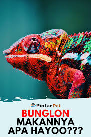  Ini Pilihan Makanan Bunglon Terbaik Bunglon Reptil Hewan Peliharaan