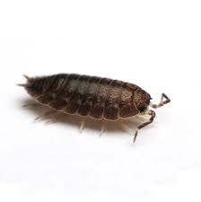 The pests may also make their way into. Sowbug And Pillbug