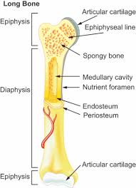 A = epiphysis b = diaphysis c = articular cartilage d = periosteum f = compact bone g = medullary cavity (yellow marrow) h = endosteum j = epiphyseal line (growth plate) coloring worksheet for this image. Bones Advanced Ck 12 Foundation