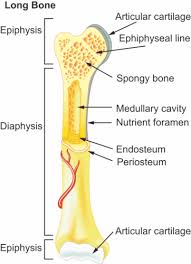 Its lower end helps create the knee joint. Bones Advanced Ck 12 Foundation