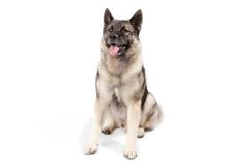 norwegian elkhound dog breed information