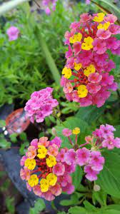 Bandana Pink Lantana Heat And Drought Tolerant Blooms Continuously Right Up Until Frost No Deadheading This Plant Is A Butterfly And Lantana Plants Bloom
