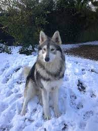 Julestar Northern Inuit And Timber Dogs Northern Inuit Dog Haski Dog Pet Dogs Puppies
