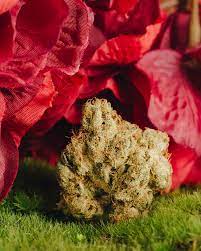 The Real Reason Some Strains Turn Different Colors Cannabis Dispensary In Las Vegas Nv