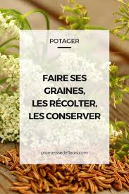 Faire Ses Graines Les Recolter Et Bien Les Conserver Potager Jardin Potager Jardinage Potager