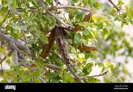 Image result for Entandrophragma caudatum