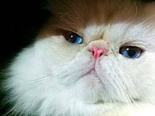 Browse kitties > himalayan > listings > flame point himalayan. Himalayan Cat Wikipedia
