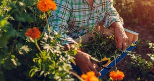 Also, i understand from research that chandler strawberries are the variety best suited to our climate, and all of the plants in my successful patch are chandler (though so were many of the dead. 8xrvw0 Wdf9m6m