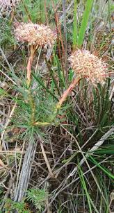 Image result for Schlechterina mitostemmatoides