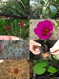 Image result for Ascolepis erythrocephala