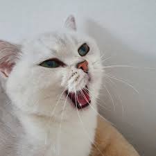 Golden bouquet flover bomb milbri. Sibri Le Chic Cattery British Shorthair Longhair Silver Shaded Chinchilla Home Facebook