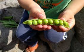 Peas grown close together shade out weeds, keep the soil cool, increase yields, and make the most efficient use of garden space. Growing Peas In Southern California Greg Alder S Yard Posts Southern California Food Gardening
