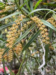 Image result for Tridactyle bicaudata