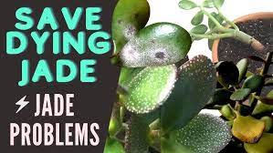 We did not find results for: Jade Plant Problems And Pests Save A Dying Crassula Ovata Moody Blooms Youtube
