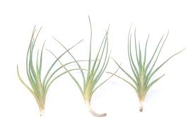 Image result for Albertisia exelliana