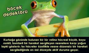 Muhtesem Hayvan Gozleri Adnan Oktar Hayvanlar Hayvan Gozleri Animals Eyes Eyes Green Eyes Blue Eyes Http Adnanoktar Hayvan Hayvanlar Kurbaga