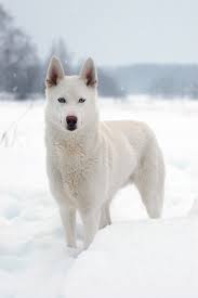 Siberian husky dogs adopted on rescue me! Top 10 Best Winter Wildlife Pictures Siberian Husky Dog White Siberian Husky White Husky