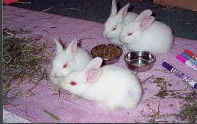 Domestic Baby Bunnies And Their Mom