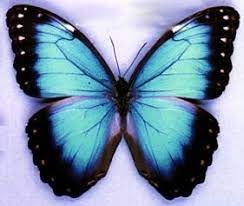 La Mimetica De Las Mariposas No Significa Evolucion Sino Participacion Imagenes De Mariposas Mariposas De Colores Pinturas De Mariposas