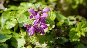 Colorful ground cover flowers for both sun and shade. Ground Cover Plants With Purple Flowers With Pictures Identification