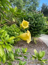 Image result for Solandra maxima