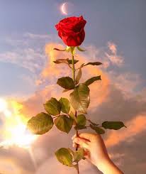 900+ ideas de *Una rosa para ti * | rosas bonitas, flores bonitas, rosas