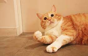 猫のお正月写真の参考に ダイソー アイテムで映える飾り方 ぐぴ飾り作成その3 domani 猫 お正月 正月