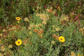 Image result for Osteospermum muricatum