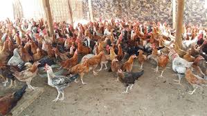 تسويق دواجن وطيور nusaweklak twitter