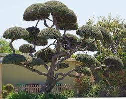Olive Poodle Yes It S An Olive Tree Cloud Pruning Is Usually Seen In Japanese Style Gardens Or Bonsai Pruning Olive Trees Japanese Tree Topiary Garden