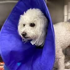 BEST of Great Neck, NY French Bulldog Vet