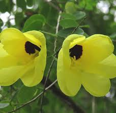 Image result for Bauhinia tomentosa