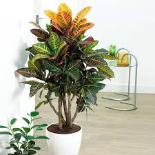 Image result for Croton