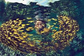 Ile De La Reunion Tourisme On Instagram La Tete Non Pas Dans Les Etoiles Mais Dans Un Banc De Poissons The Ile De La Reunion La Reunion Banc De Poissons