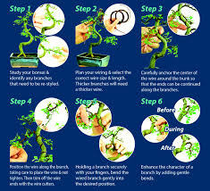 So you have to prune its roots, stem, and leaves and repot the plant regularly. Wiring Bonsai Trees Why Do We Wire Bonsai Bonsai Trees For Sale Uk