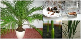 How To Grow Date Palm From Seeds Video Growing An Avocado Tree Date Plant Palm Plant
