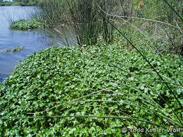 Image result for Hydrocotyle mannii