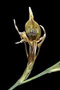 Image result for Gladiolus permeabilis