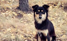 The australian kelpie, also known as the black and tan kelpie, barb or australian sheepdog, originated in australia about 1870. Adult Black And Tan Australian Kelpie Close Up Photo Hd Wallpaper Wallpaper Flare