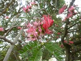 Image result for Schotia afra