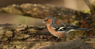 Hij verkiest kleinschalige landschappen met voldoende (naald)bos om in te broeden maar jagen doet hij vaker in iets meer open landschappen met voldoende dekking (struiken, houtkanten). Vogels In De Tuin Herkennen 27 Tuinvogels Info Buitenlevengevoel Nl