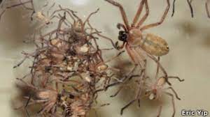 Descubre las arañas más venenosas del mundo para poder identificarlas rápidamente. Los Extranos Habitos De Una Arana Sociable Bbc News Mundo