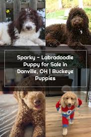 How to adopt a labradoodle from our breeding program. Chocolate Labradoodle Puppies For Sale In Ohio Crazypurplemama