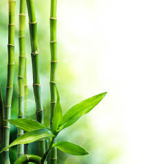 Bamboo Planta Crecimiento Leaf Antecedentes Bamboo Background Bamboo Wallpaper Bamboo Image